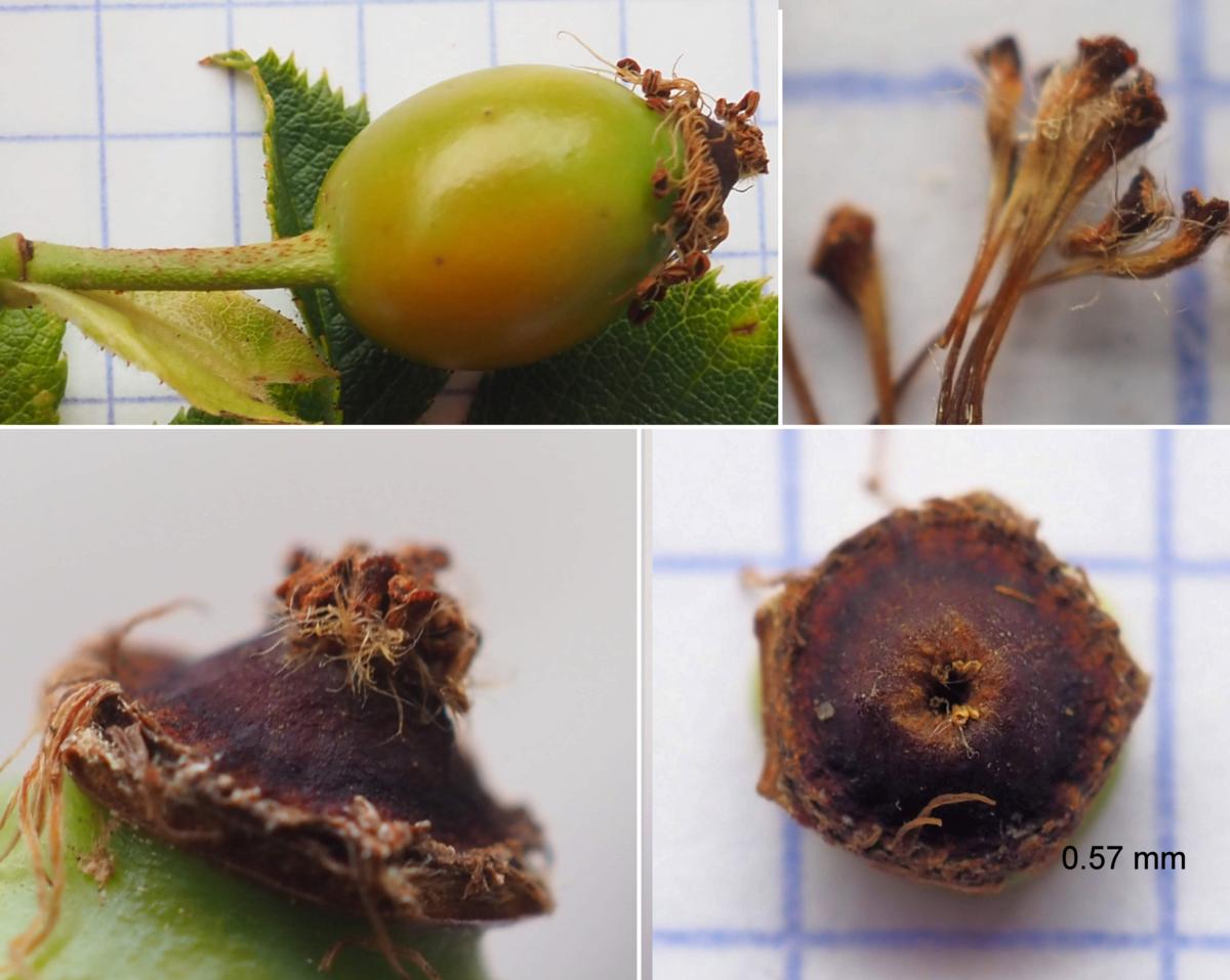Rose, Dog fruit